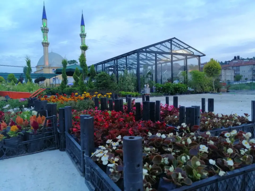 Saksılarda rengârenk çiçekler ve arkada sera